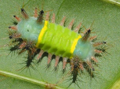 Réf. 303 683 : Acharia sp.